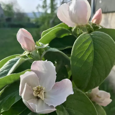 Prázdninový dům O S Z A P O *